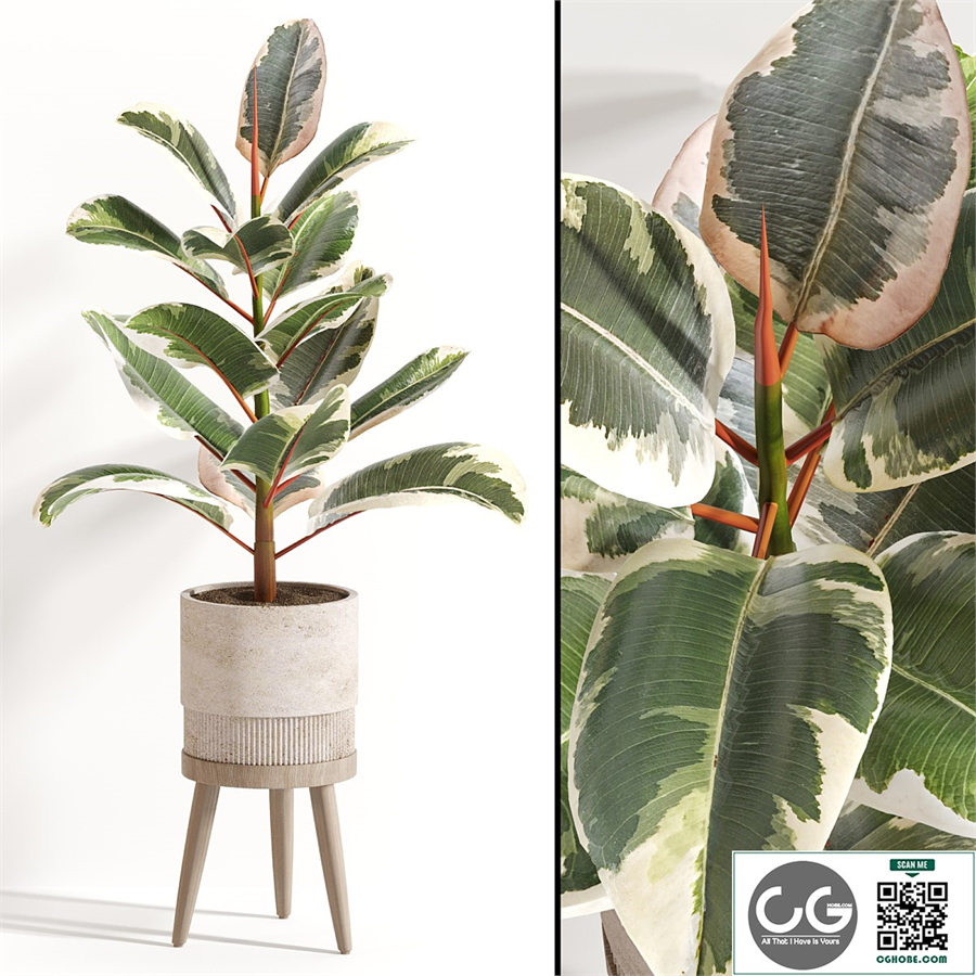 Indoor Plant Set 058