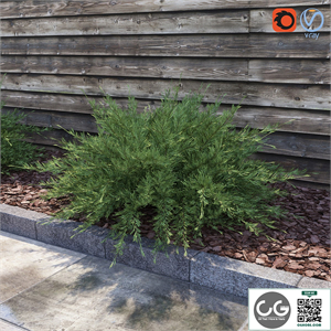 Juniperus Sabina (Juniperus sabina)
