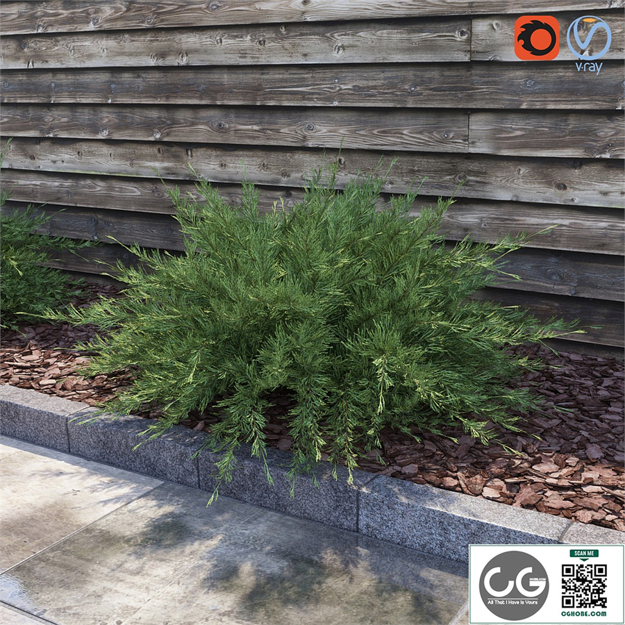 Juniperus Sabina (Juniperus sabina)