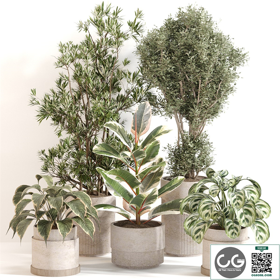 Indoor Plant Set 081