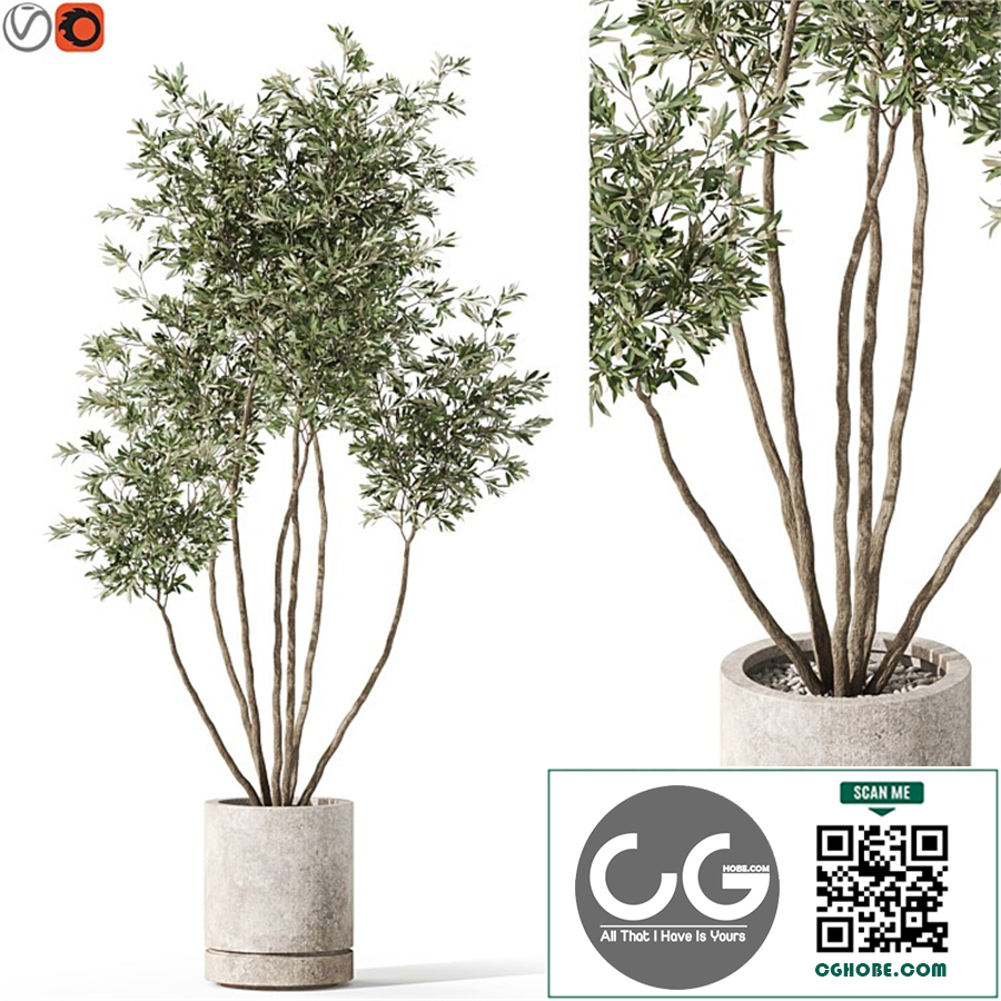 Plants collection 1061