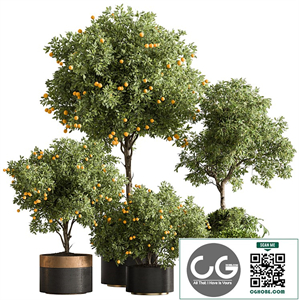 Indoor Plant 666 - Lemon Plants