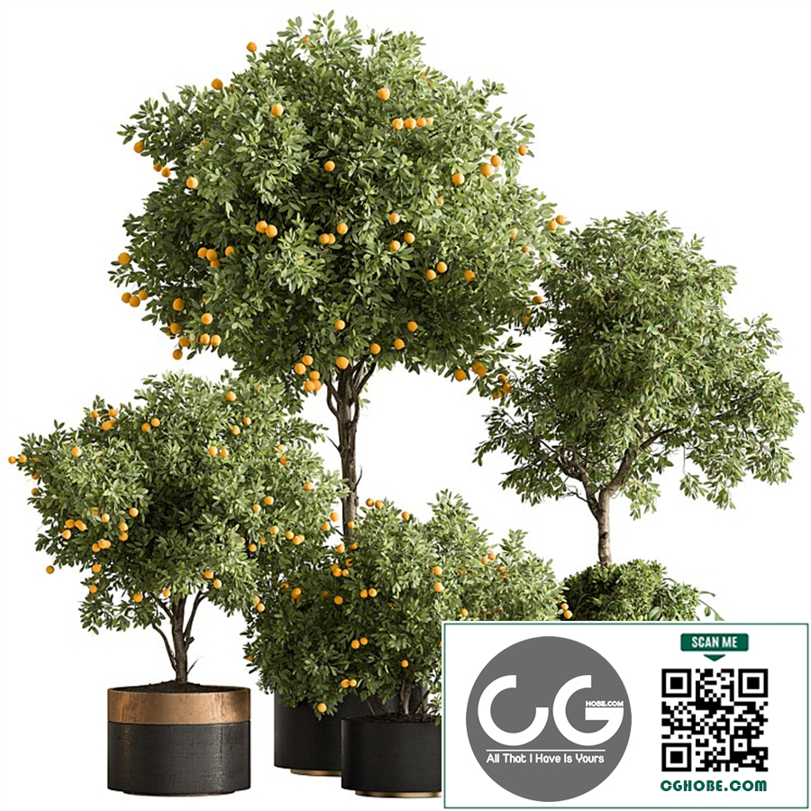 Indoor Plant 666 - Lemon Plants