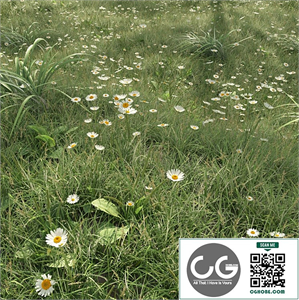 Meadow grasses and flowers
