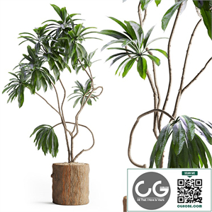 Indoor Plant in Wooden Pot