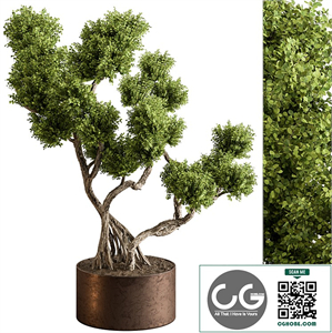Indoor Plant 706 - Bonsai Plant