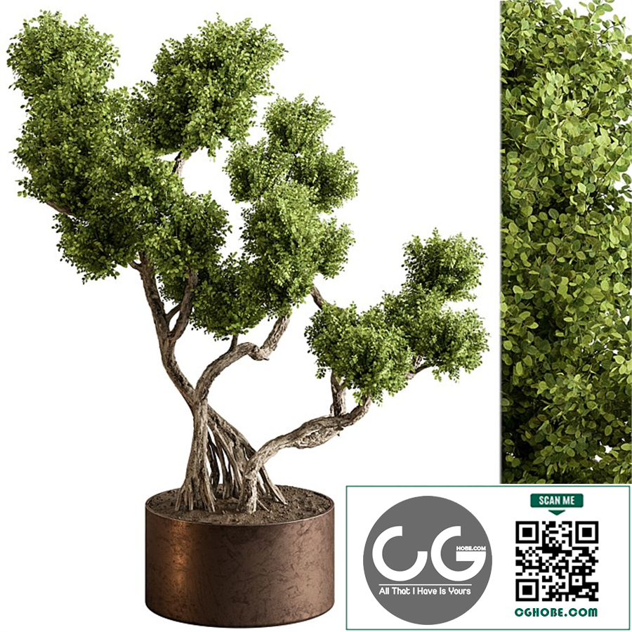 Indoor Plant 706 - Bonsai Plant