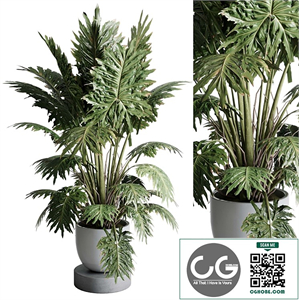 Philodendron Shangri Plant - Indoor plant 506