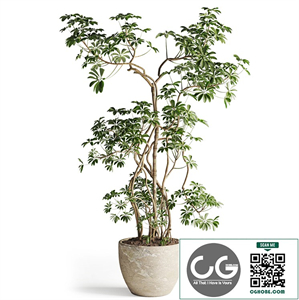 Schefflera tree in Pot