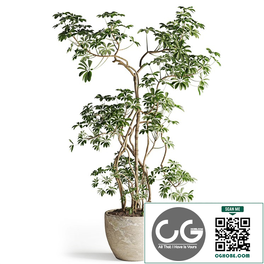 Schefflera tree in Pot