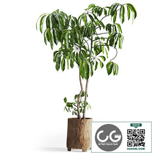 Tree in Wooden Pot