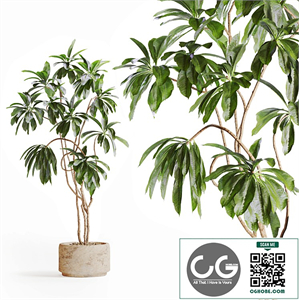 Tree in Stone Planter