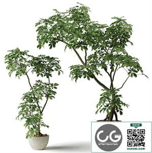 Schefflera houseplants
