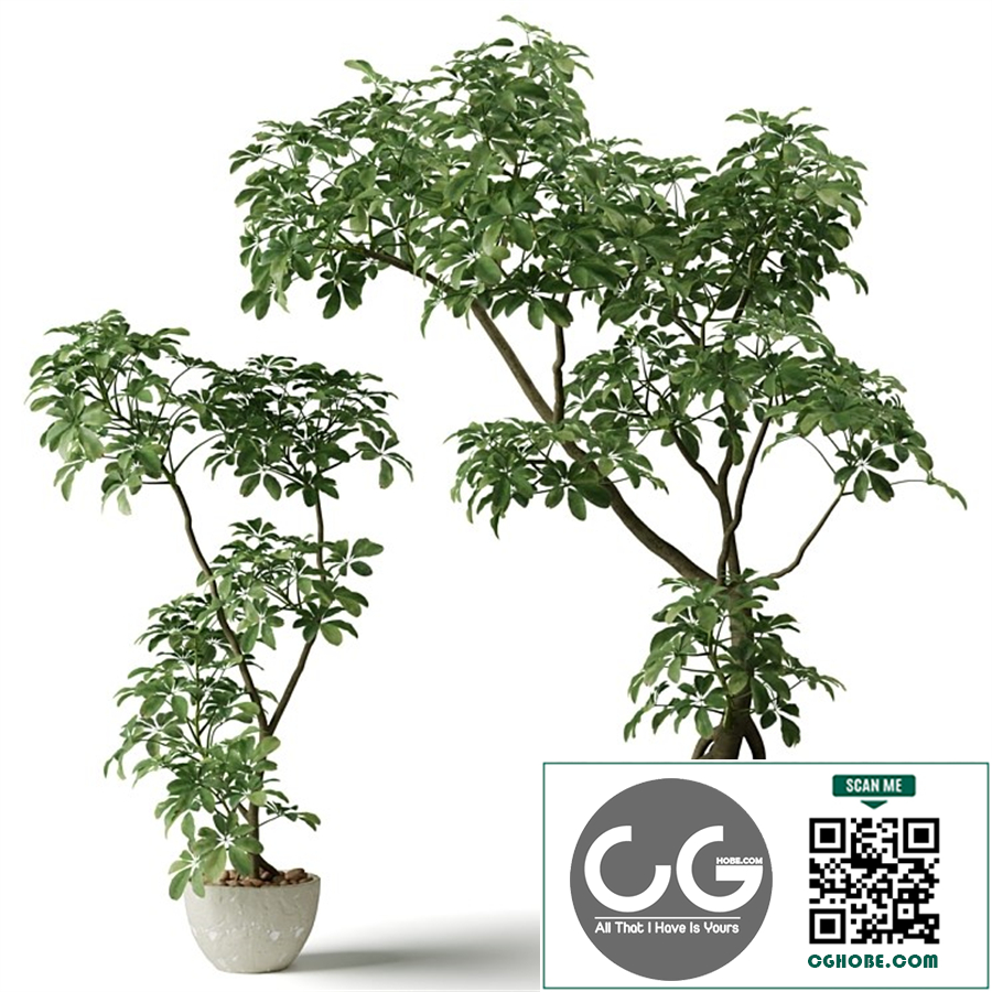 Schefflera houseplants