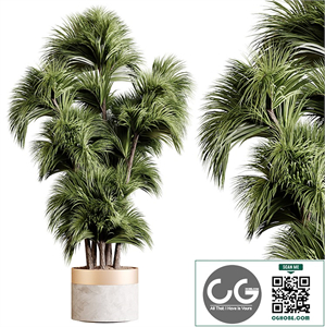 Indoor plants 86 - Plant in pot