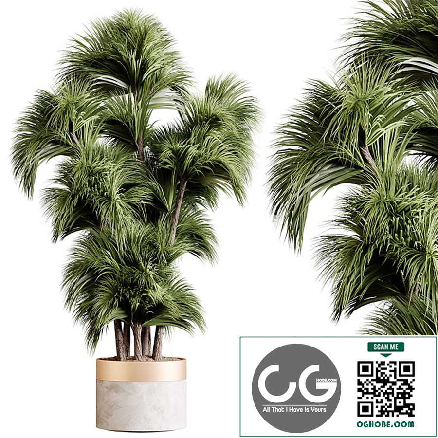 Indoor plants 86 - Plant in pot