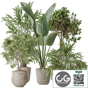 Indoor plants set 99 Lutescens Areca Palm and Ficus Benjamina and Paradise Strelitzia