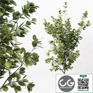 Indoor Plant 06