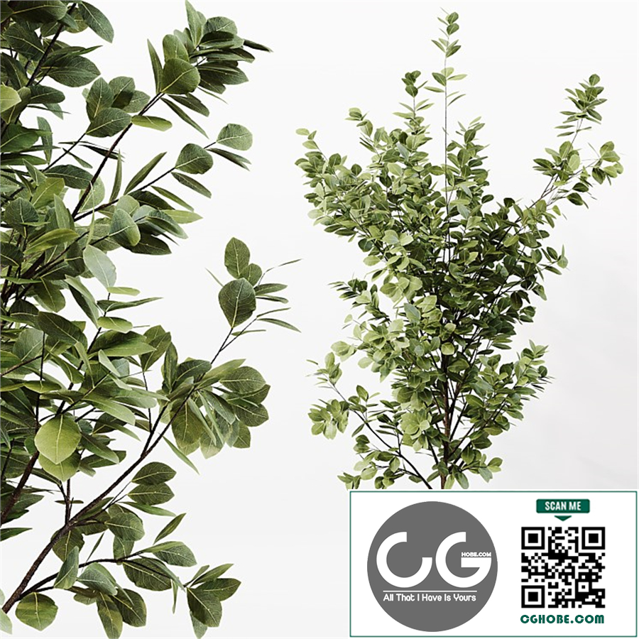 Indoor Plant 06
