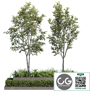 Outdoor Plant 26