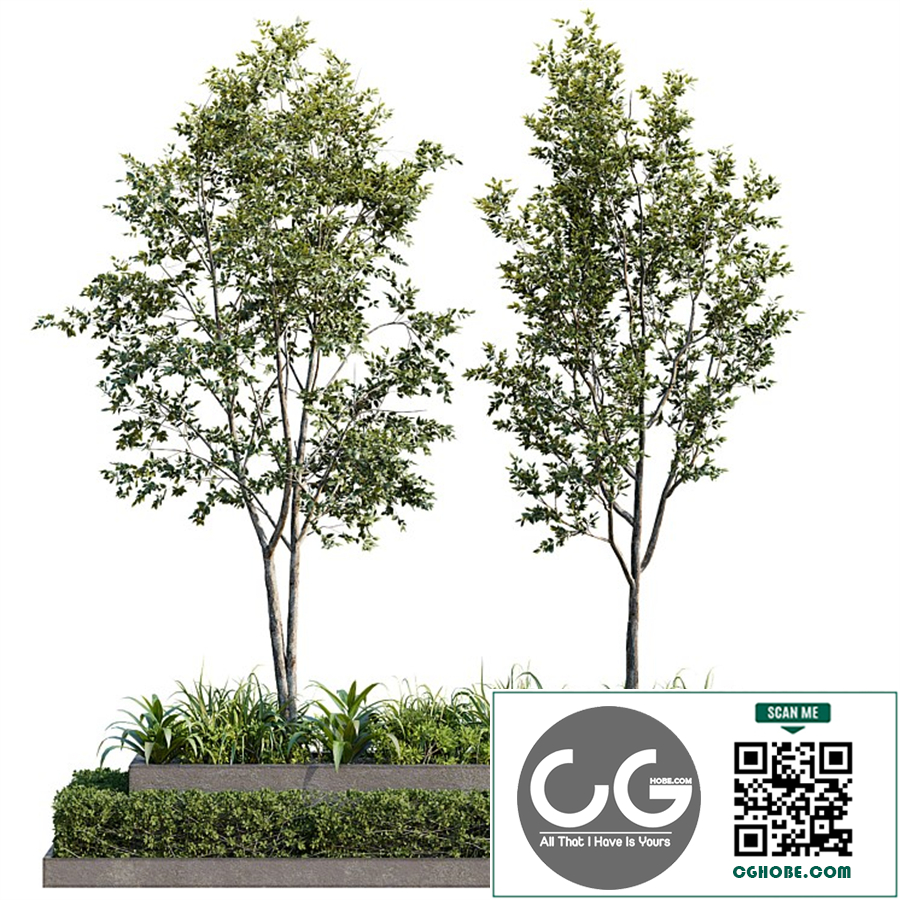 Outdoor Plant 26