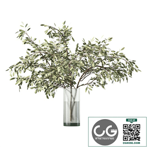 Bouquet Olive Branch Plant No.46