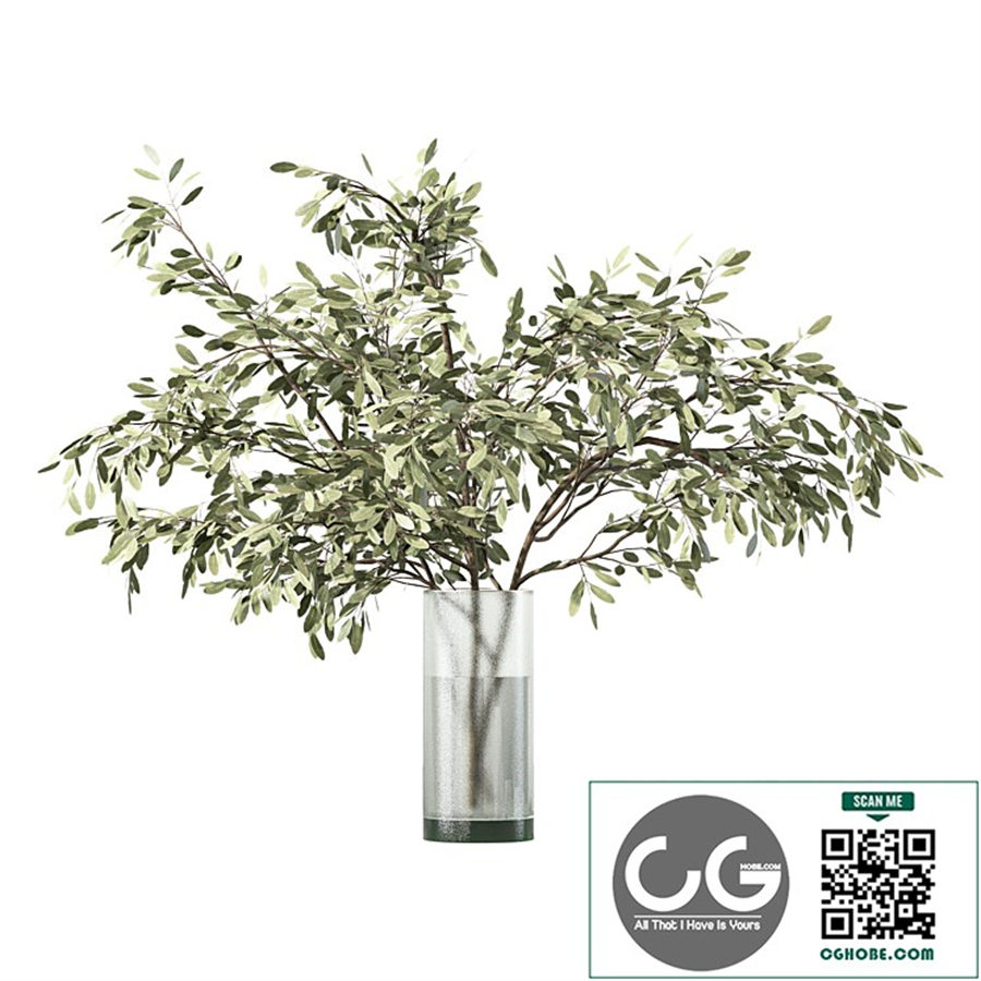 Bouquet Olive Branch Plant No.46