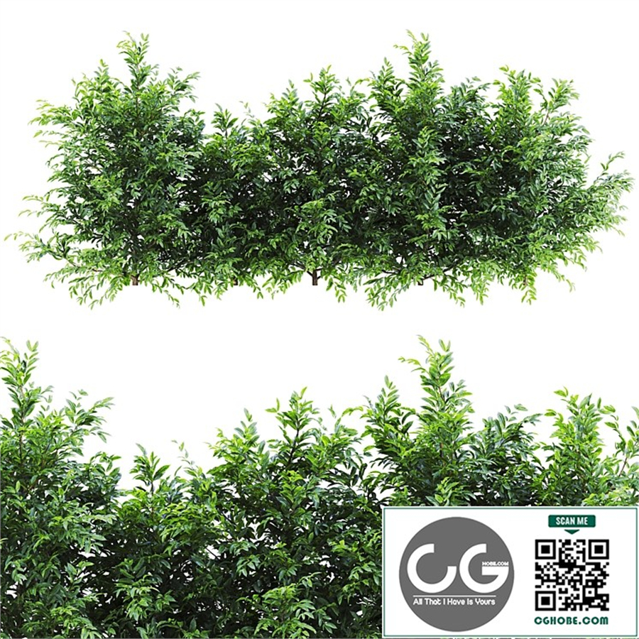  Plants_Set_151