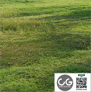 Realistic meadow grass