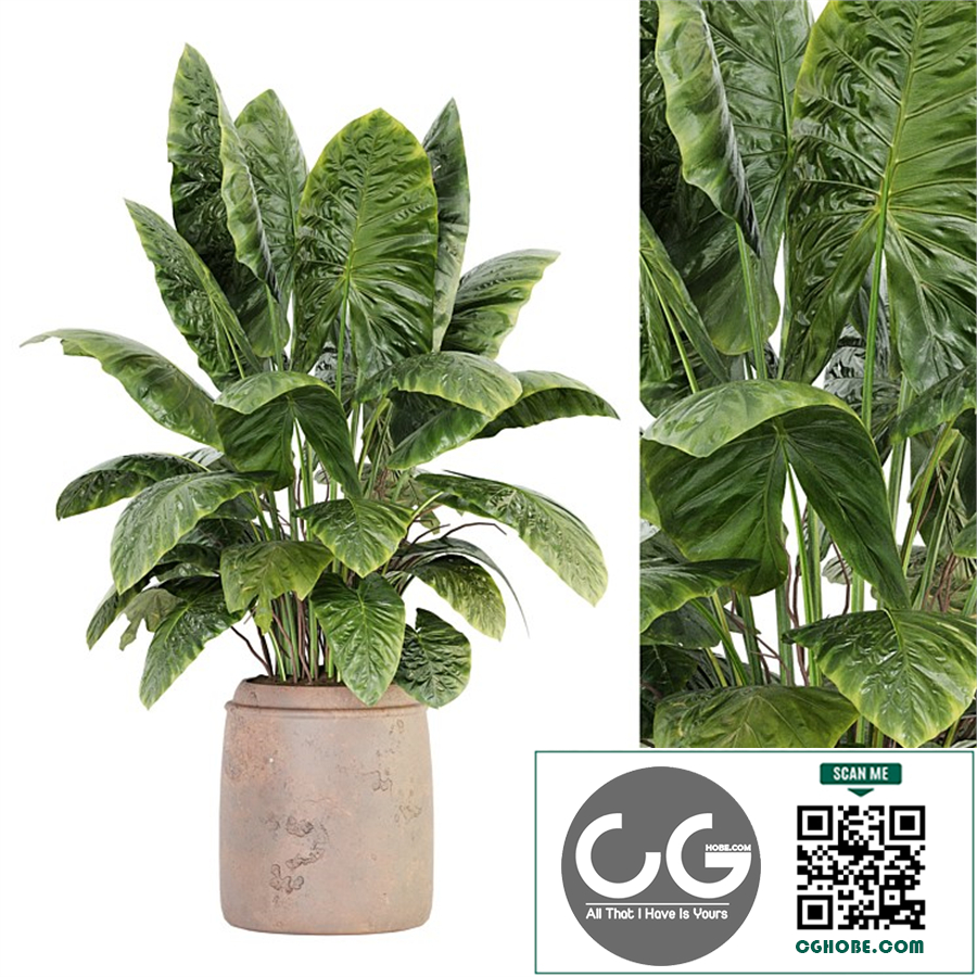 Indoor Plant Set 039