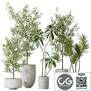 Indoor plants set 153 Beech Olea Europaea Olive Eucalyptu and Aloifolia Rostrata Palm and Ficus Cyathistipula African Fig