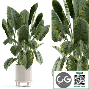  indoor plant 417