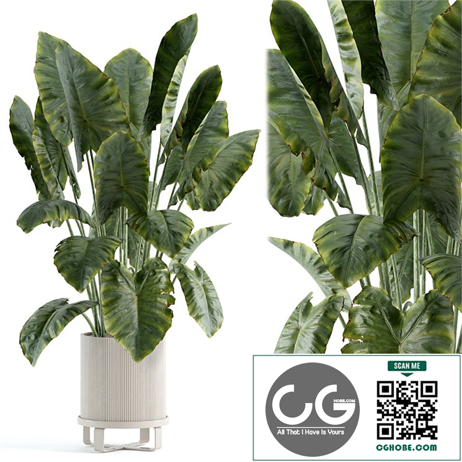  indoor plant 417