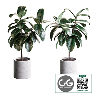 Ficus elastica 2