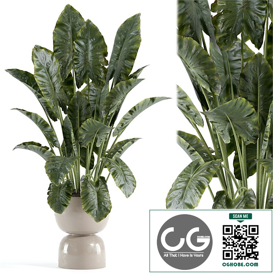 indoor plant 447