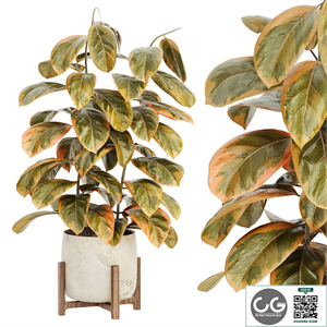 Indoor Plant Set 099