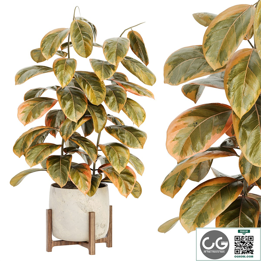 Indoor Plant Set 099