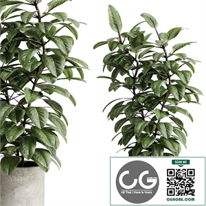 Focus elastica palnt in a concrete pot - set indoor plant 616