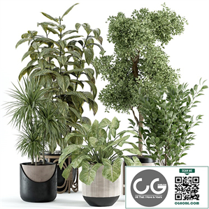 indoor plant 487