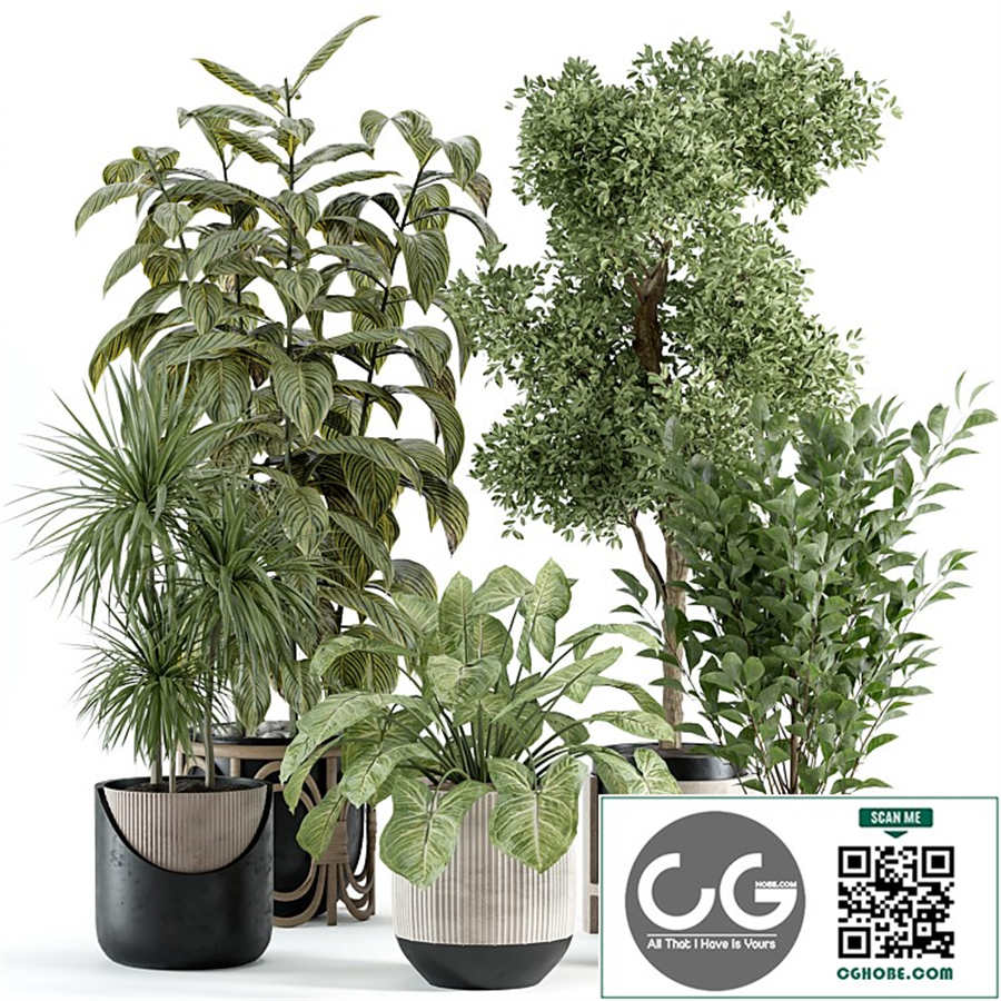 indoor plant 487