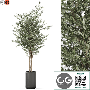 Plants collection 1185