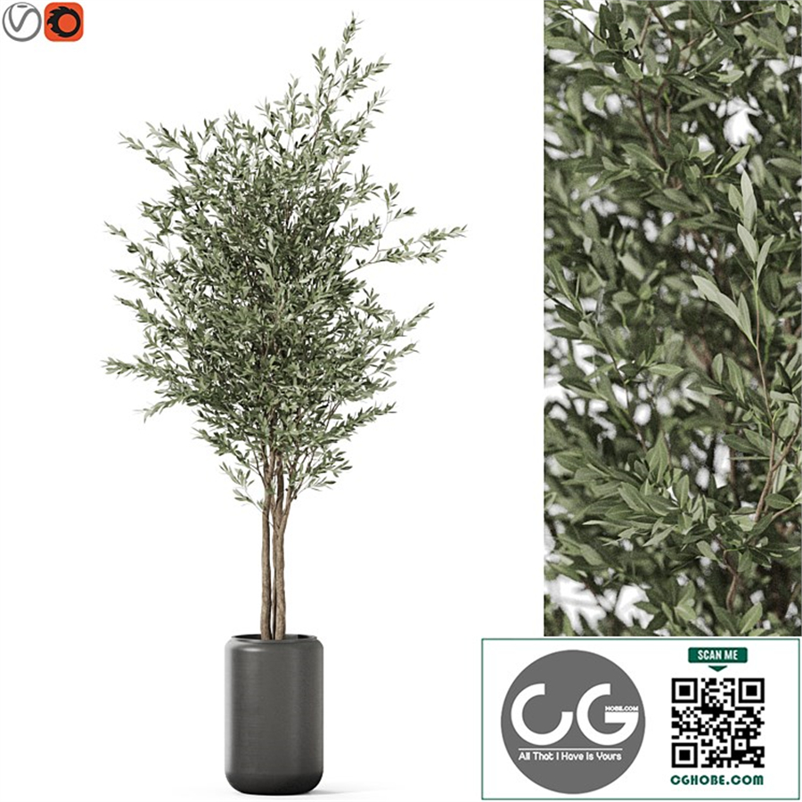 Plants collection 1185