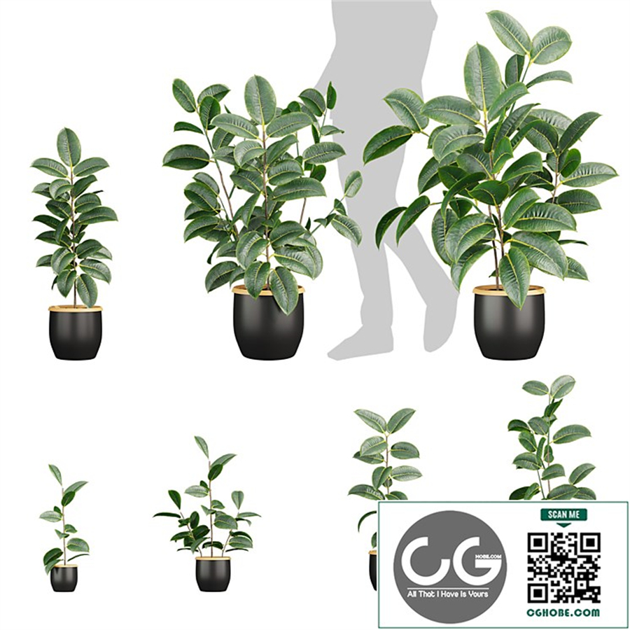 Collection plant vol 617 - Rubber - Ficus elastica - pot
