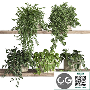plants on shelf 25