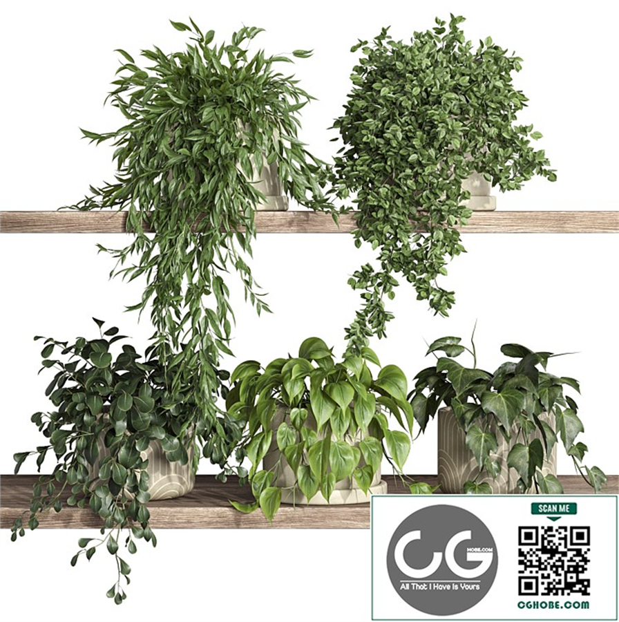 plants on shelf 25
