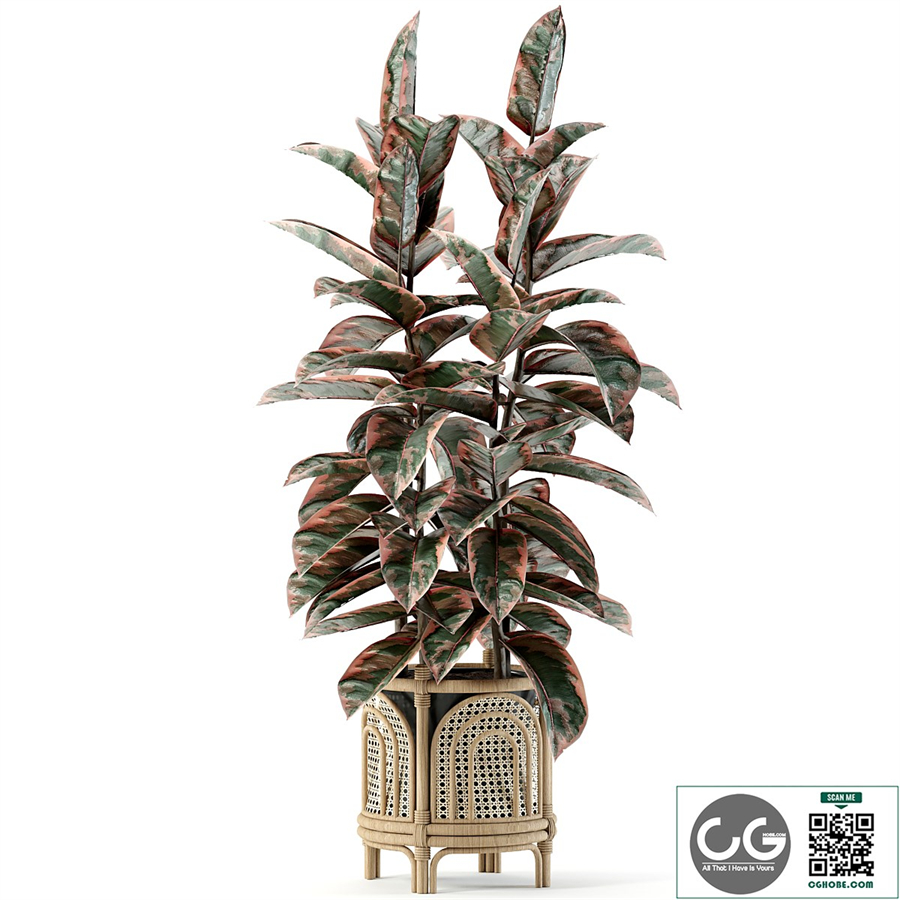 indoor plant set 03
