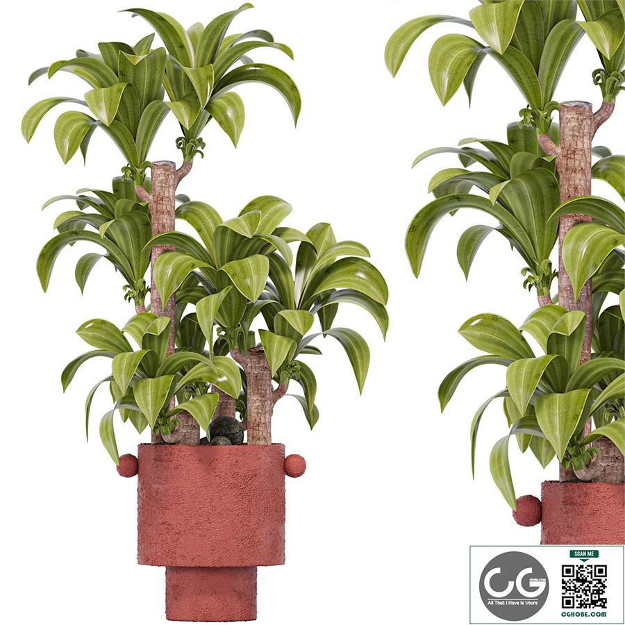 Indoor Plant Set 15