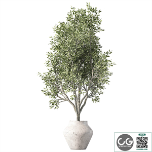 Olive Tree Plant Indoor Set.230