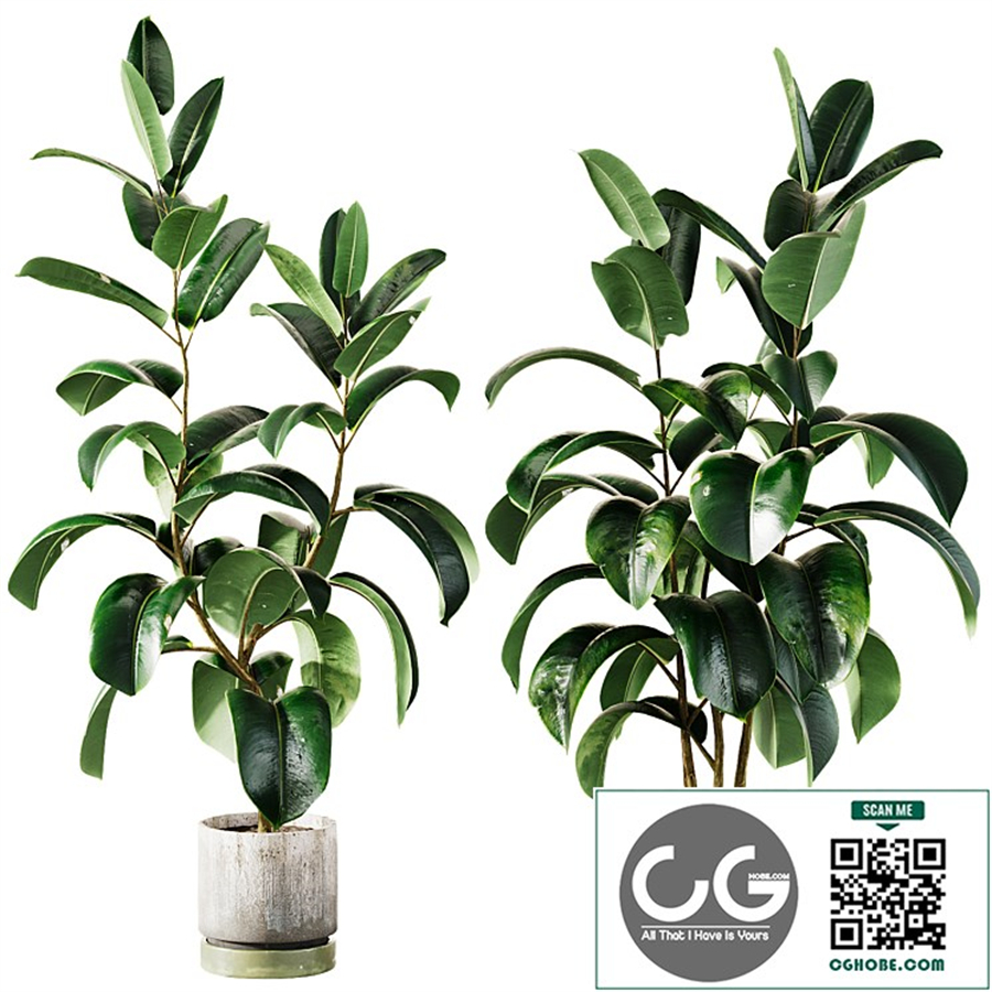 Ficus elastica Plant 1