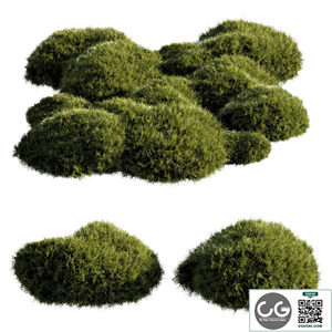 bush outdoor grass 081